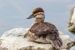 Oxyura jamaicensis