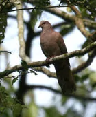 Patagioenas subvinacea