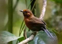Synallaxis rutilans