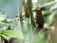 Clibanornis rubiginosus
