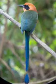Baryphthengus martii
