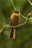 Rhytipterna holerythra
