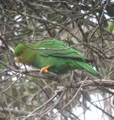 Bolborhynchus ferrugineifrons