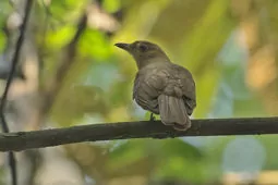 Lipaugus unirufus