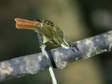 Philydor erythrocercum