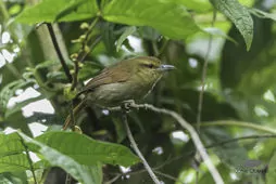 Thamnistes anabatinus