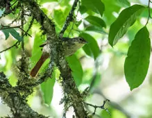Anabacerthia ruficaudata