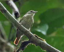Microxenops milleri