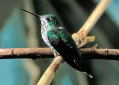 Urosticte ruficrissa