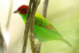 Tangara lavinia