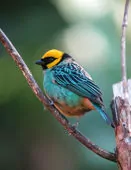 Tangara xanthocephala