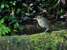 Grallaria bangsi