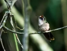 Anthocephala floriceps