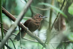 Clibanornis rufipectus