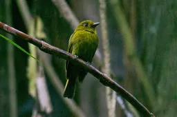 Sapayoa aenigma
