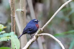 Ochthoeca cinnamomeiventris