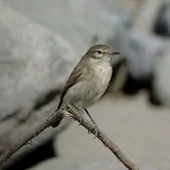 Muscisaxicola maculirostris