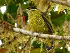 Ampelioides tschudii