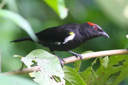 Heterospingus xanthopygius