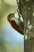 Dryobates callonotus