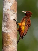 Celeus grammicus