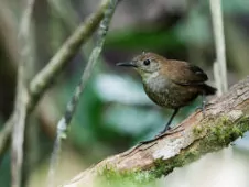 Microcerculus marginatus