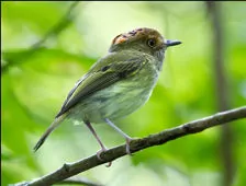 Lophotriccus pileatus