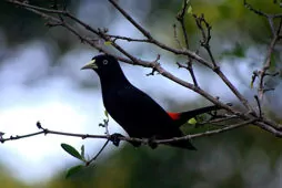 Cacicus uropygialis