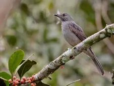 Lipaugus vociferans