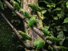 Touit huetii