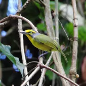 Vireolanius leucotis