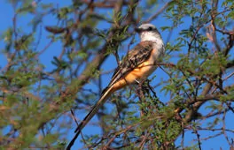 Tyrannus forficatus