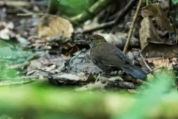 Sclerurus guatemalensis