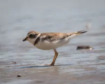 Charadrius semipalmatus