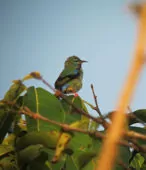 Cyanerpes nitidus