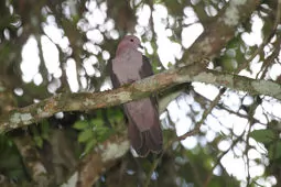 Patagioenas nigrirostris