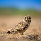 Asio flammeus
