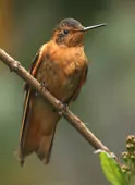 Aglaeactis cupripennis