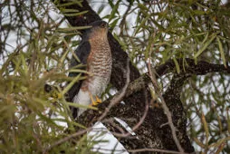 Accipiter striatus