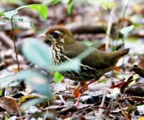 Chamaeza campanisona