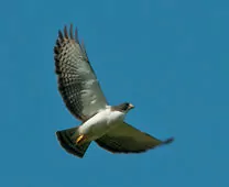 Buteo brachyurus