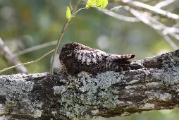 Lurocalis semitorquatus