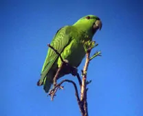 Graydidascalus brachyurus