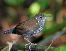 Lochmias nematura
