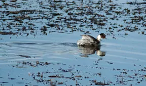 Podiceps occipitalis