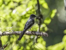 Sirystes albogriseus