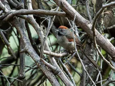 Synallaxis subpudica