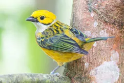 Tangara icterocephala