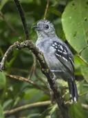 Myrmotherula schisticolor