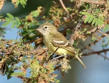 Inezia tenuirostris